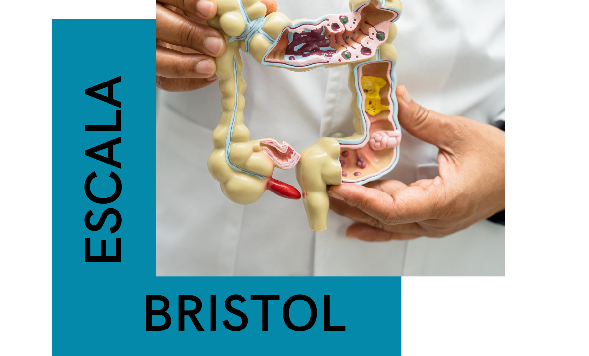 Escala bristol: tipos de heces
